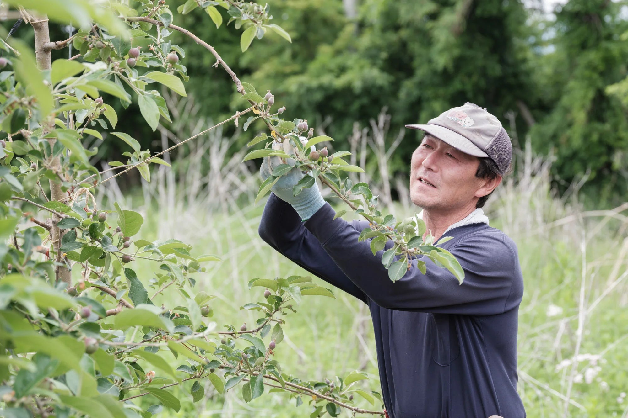 田島りんご園/わざわざオンラインストア