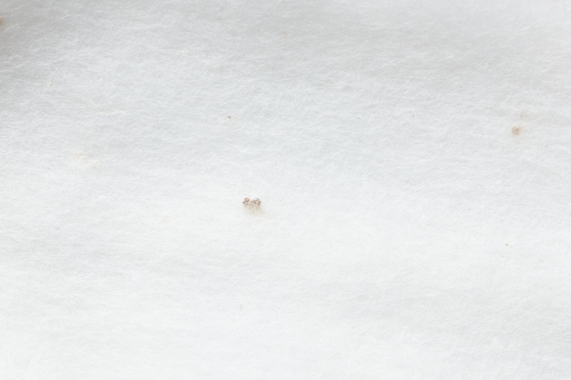 sisiFILLE/フェイシャルコットン/60枚入