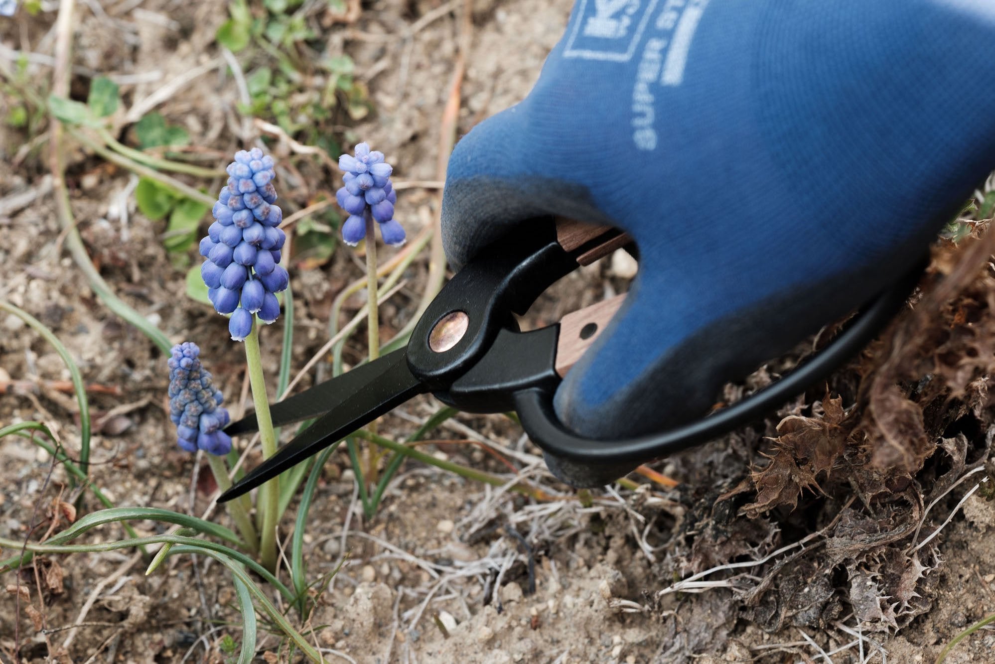 BAREBONES/ガーデンシザーズ