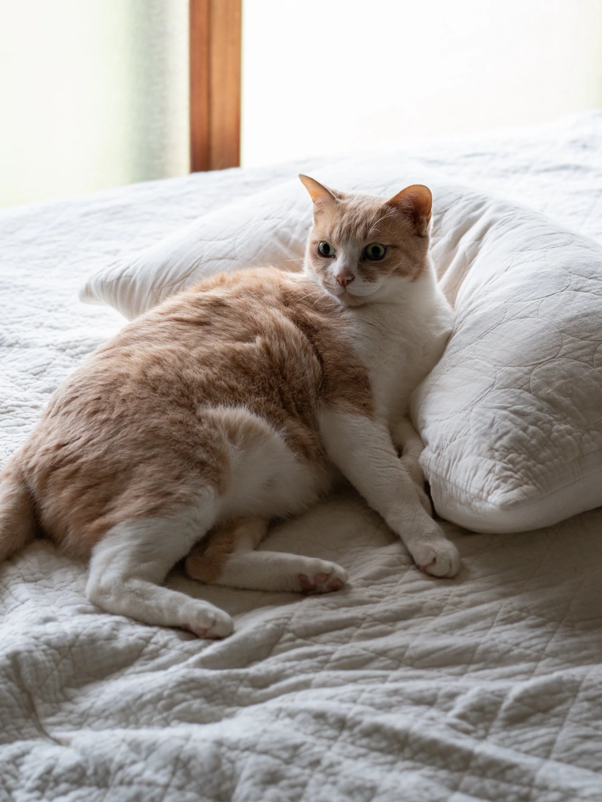 龍宮/パシーマ/キルトケット